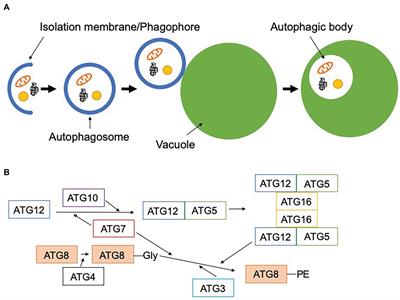 Role of Autophagy in Male Reproductive Processes in Land Plants